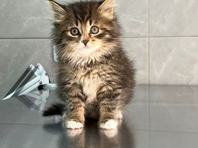 Котенок
