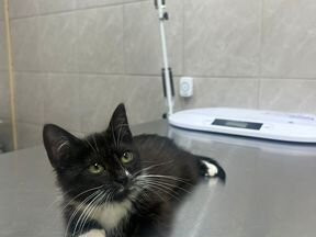 Котенок
