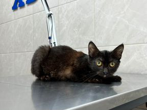 Котенок