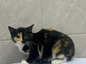 Котенок