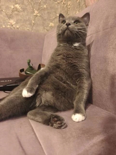 Фаустина