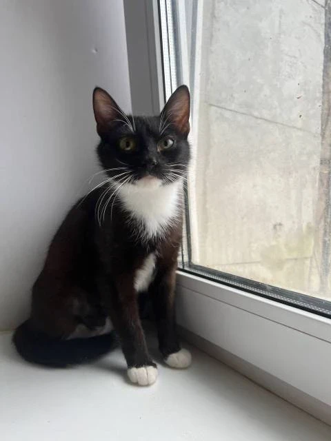 Котенок