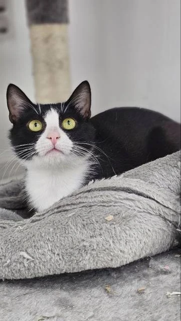 Котенок