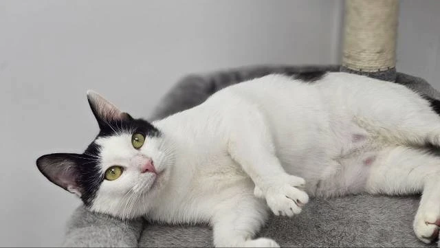 Котенок