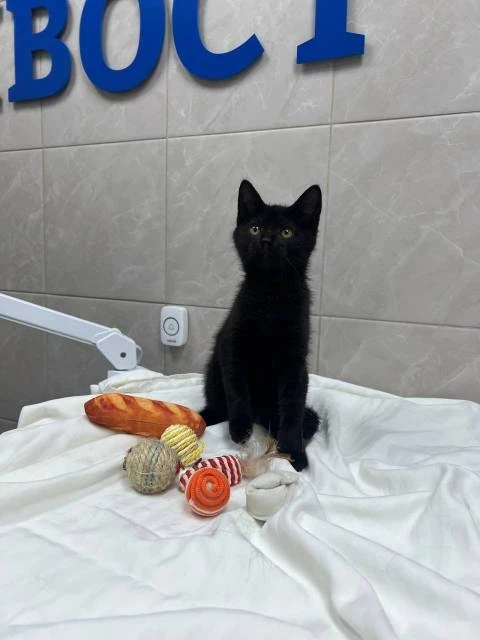 Котенок