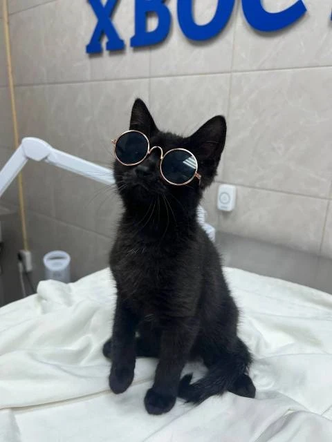 Котенок