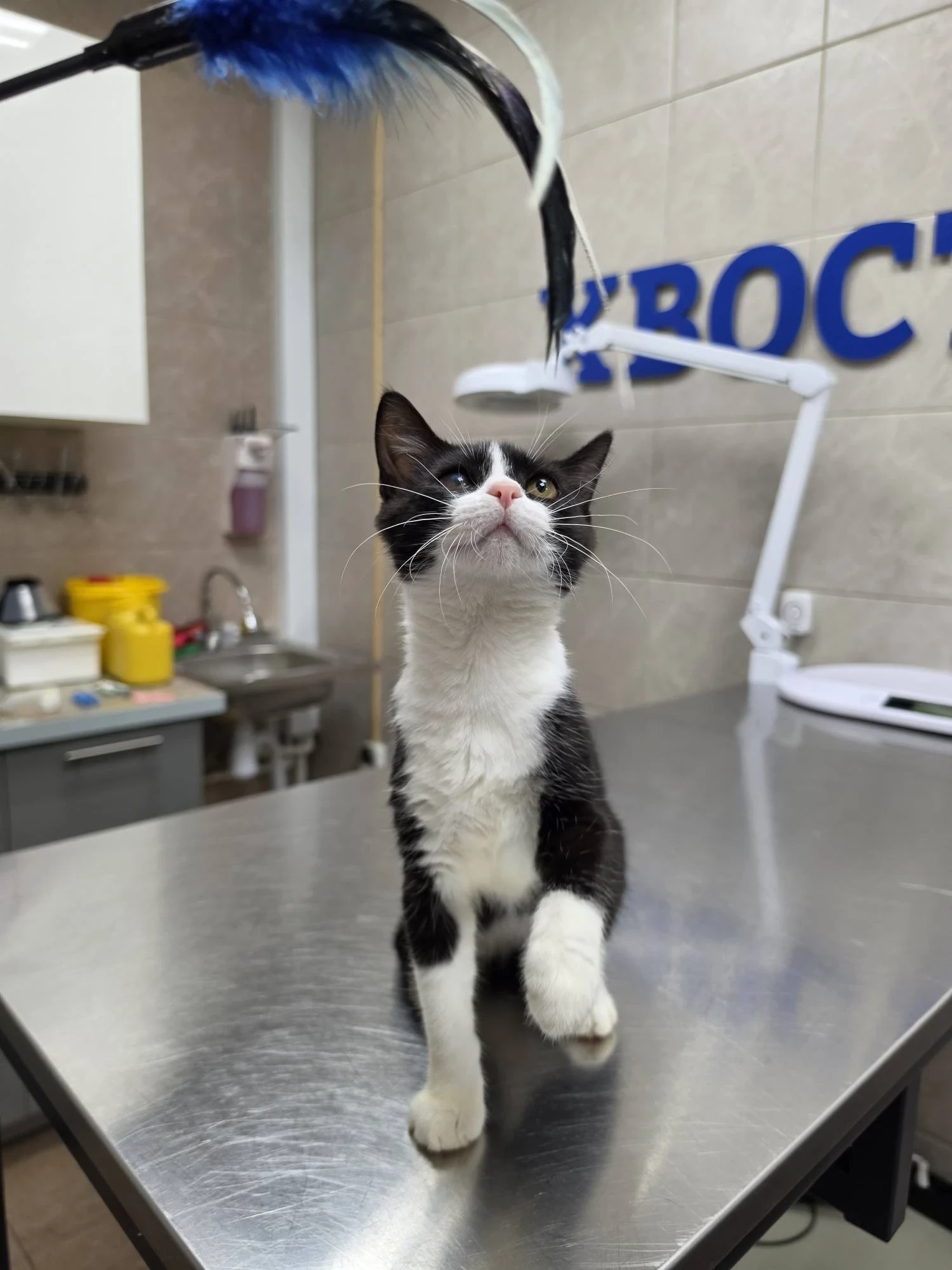 Котенок