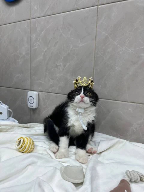 Котенок