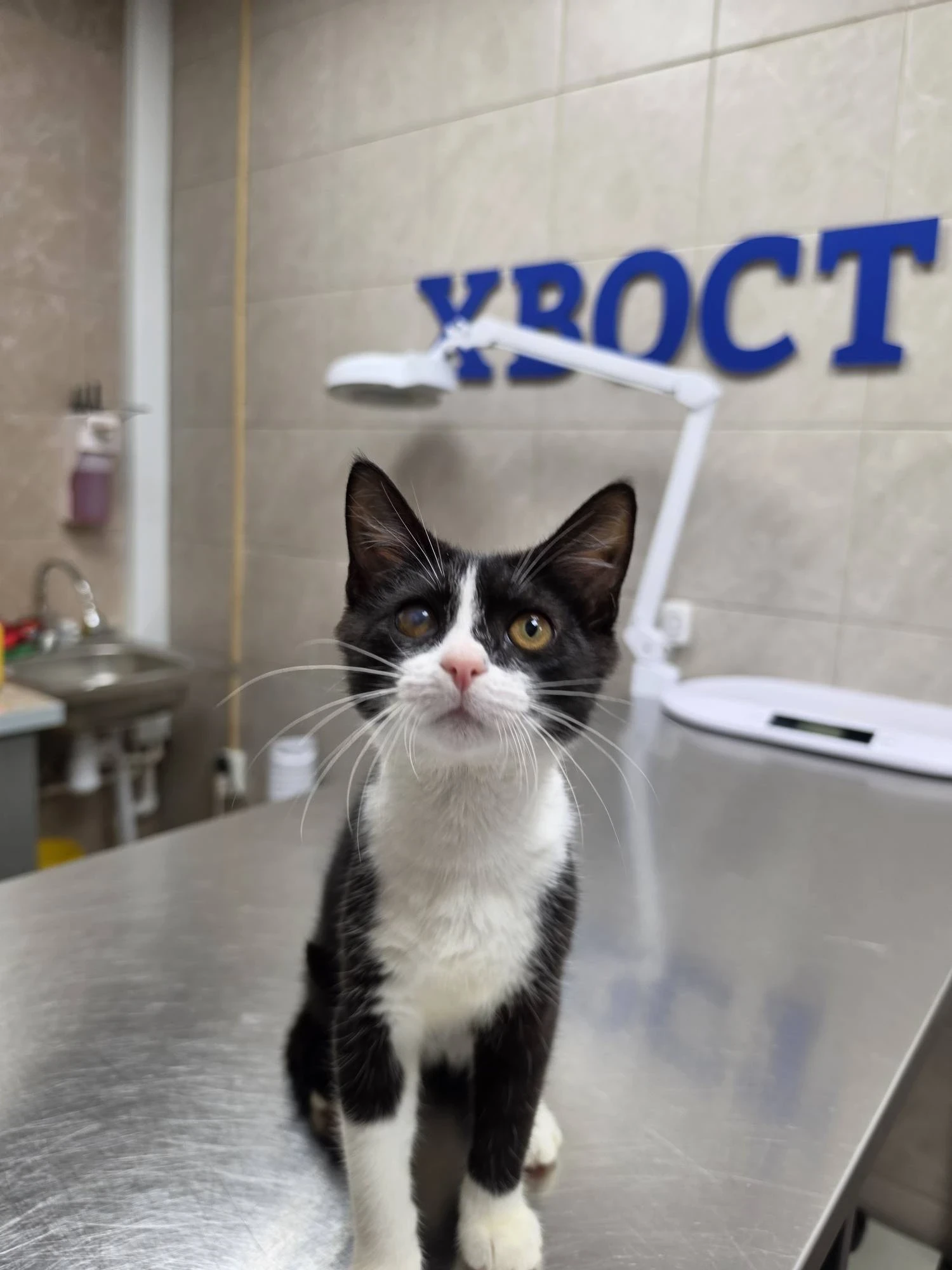 Котенок