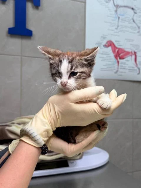 Котенок
