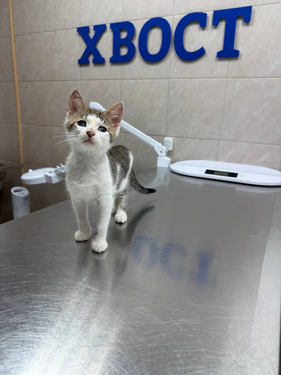 Котята Ася, Оливер и Сема
