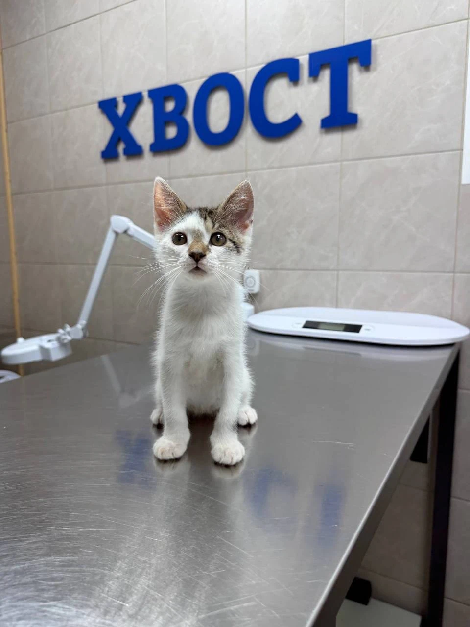 Котята Ася, Оливер и Сема