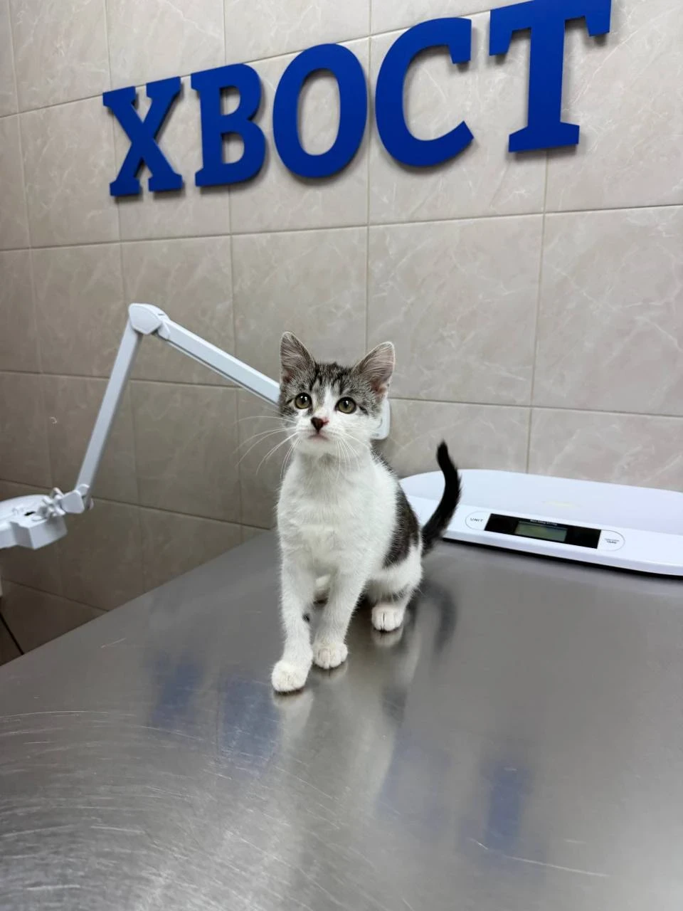 Котята Ася, Оливер и Сема