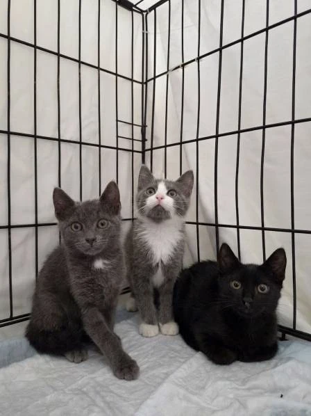 Котята