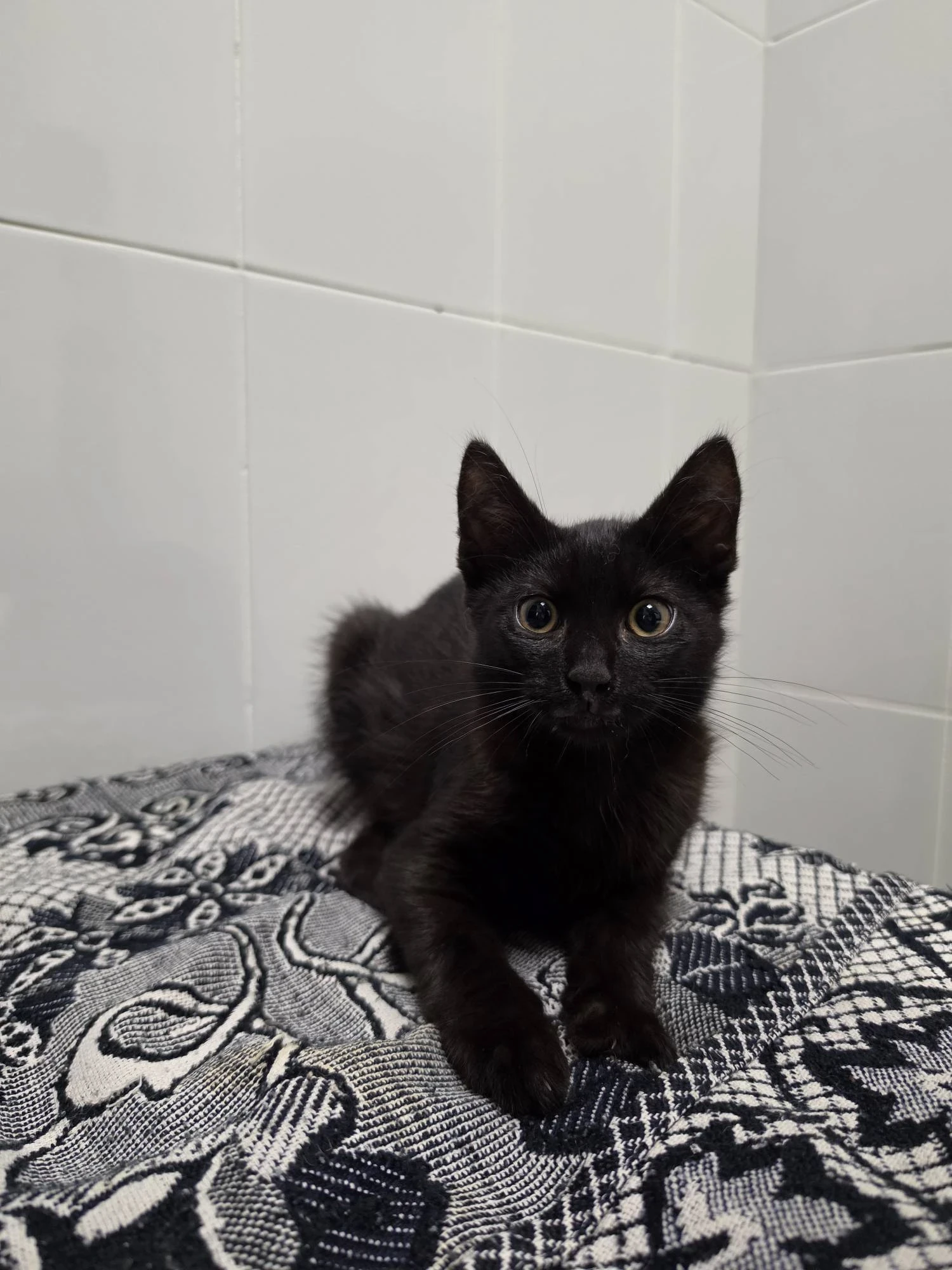 Котята