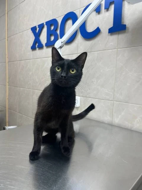 Мистик
