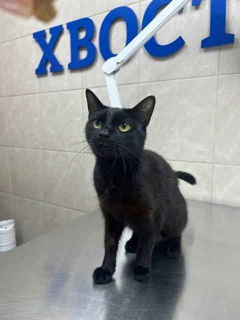 Мистик