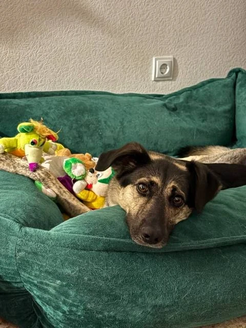 Рекс