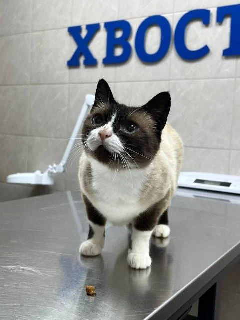 Сима